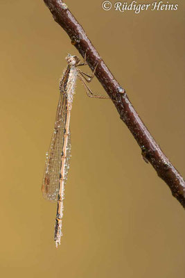 Männchen der Gemeinen Winterlibelle nach Regenschauer, 29.10.2024 - Makroobjektiv 180mm f/3.5