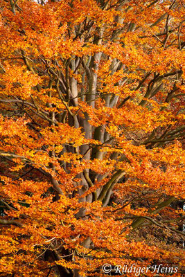 Fagus sylvatica (Rotbuche), 1.11.2015