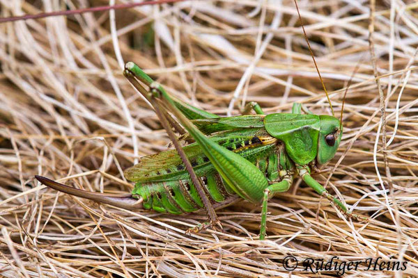 Decticus verrucivorus (Warzenbeißer) Weibchen, 21.7.2018