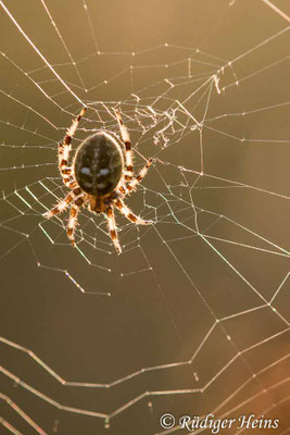 Araneus quadratus (Vierfleckkreuzspinne)