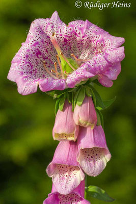 Digitalis purpurea (Roter Fingerhut), 18.6.2013