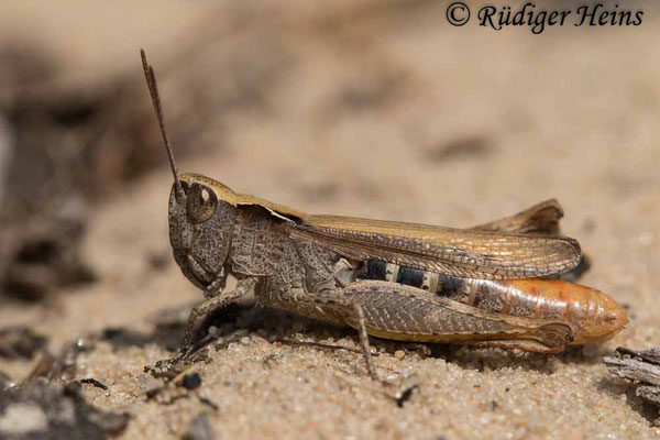 Chorthippus vagans (Steppengrashüpfer) Weibchen, 23.8.2021