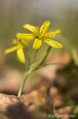 Gagea lutea (Wald-Gelbstern), 22.3.2022