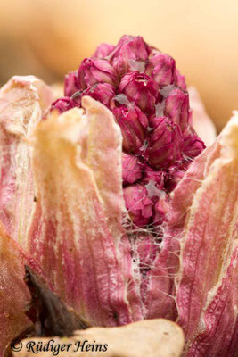 Petasites hybridus (Gewöhnliche Pestwurz)