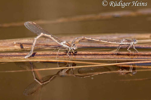 Sympecma fusca (Gemeine Winterlibelle) Tandem bei Eiablage, 23.4.2020