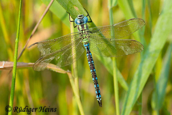 Aeshna viridis (Grüne Mosaikjungfer) Männchen, 5.8.2007