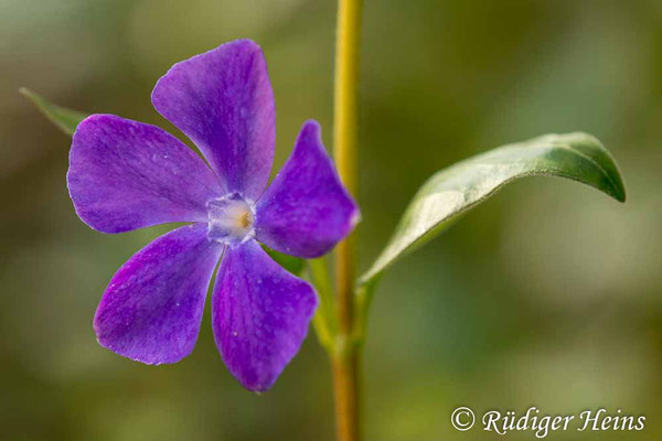 Vinca major (Großes Immergrün), 3.5.2021