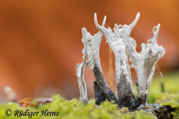 Xylaria hypoxylon (Geweihförmige Holzkeule), 14.11.2024