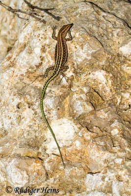 Anatololacerta oertzeni (Südwestanatolische Eidechse)