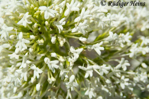 Centranthus ruber, Rote Spornblume