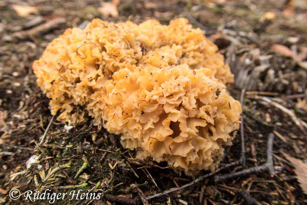 Sparassis crispa (Krause Glucke oder Fette Henne), 28.10.2020