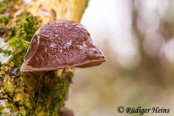 Judasohr (Auricularia auricula-judae), 27.12.2021 - Telefogar 90mm f/3.5