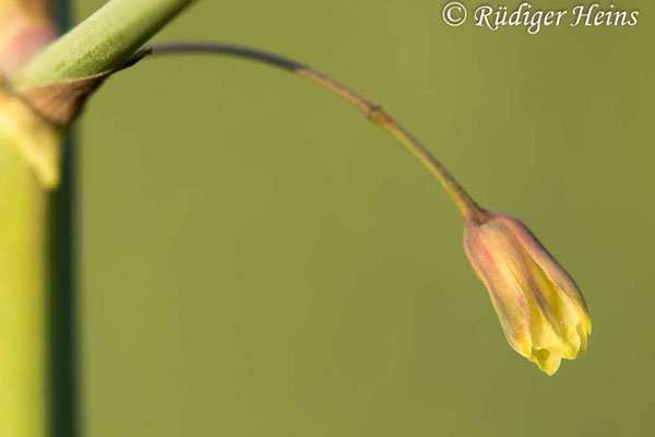 Asparagus officinalis (Weißer Spargel)