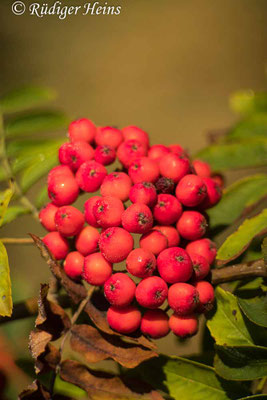 Sorbus aucuparia (Vogelbeere oder Eberesche)