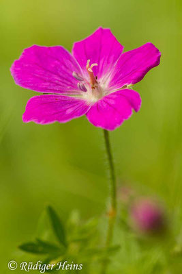 Geranium sanguineum (Blutroter Storchschnabel), 5.6.2014