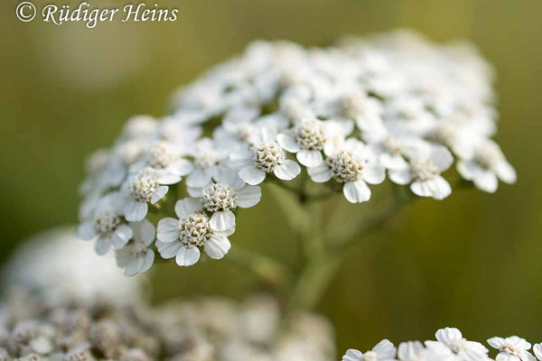 Achillea millefolium (Gemeine Schafgarbe)