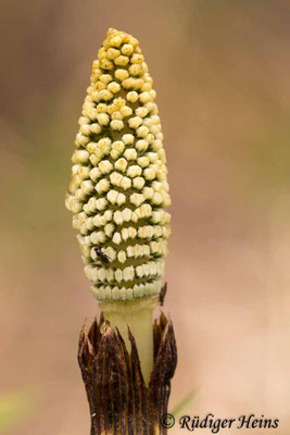 Equisetum telmateia (Riesen-Schachtelhalm), 30.4.2022