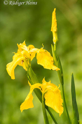 Iris pseudacorus (Sumpf-Schwertlilie), 23.6.2013