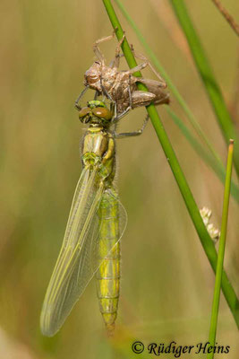 Orthetrum cancellatum (Großer Blaupfeil) Schlupf, 17.6.2020