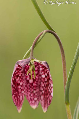 Fritillaria meleagris (Schachblume), 3.5.2021