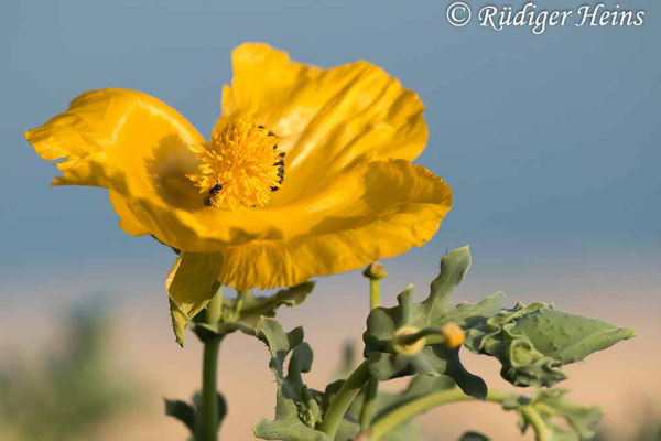 Glaucium flavum (Gelber Hornmohn), 25.5.2022