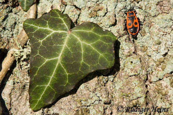 Pyrrhocoris apterus (Gemeine Feuerwanze)