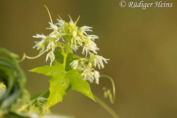 Echinocystis lobata (Stachelgurke), 20.8.2024