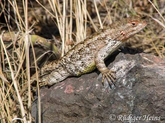 Sceloporus grammicus (Mesquite-Eidechse), 10.6.2018