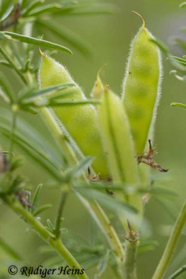 Lupinus angustifolius (Blaue Lupine)