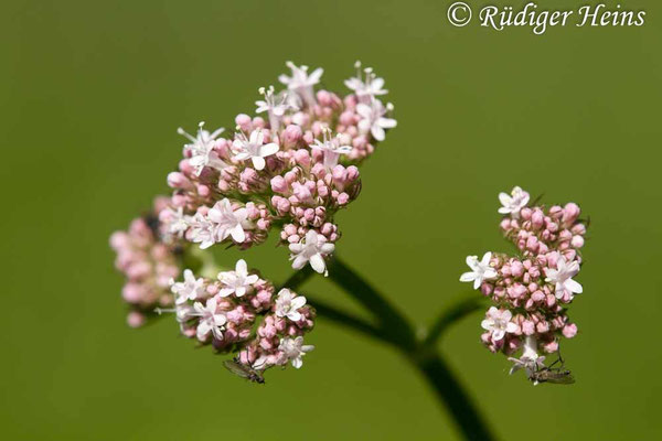 Valeriana officinalis, Echter Baldrian