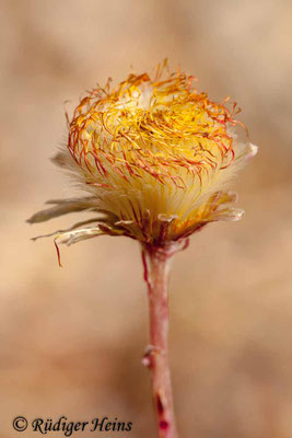 Tussilago farfara (Huflattich)