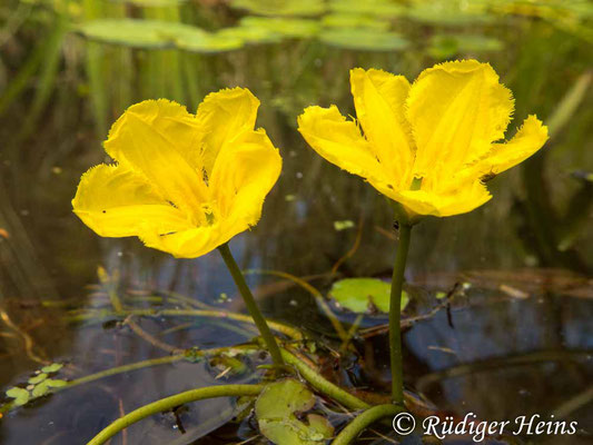 Nymphoides peltatum (Seekanne), 29.7.2016