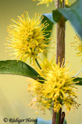 Lysimachia thyrsiflora (Strauß-​Gilbweiderich), 9.6.2021