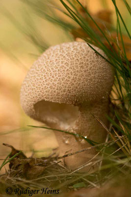 Lycoperdon excipuliforme (Beutel-Stäubling), 19.10.2017