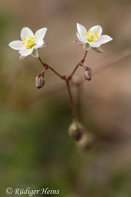 Spergula arvensis, Acker-Spark