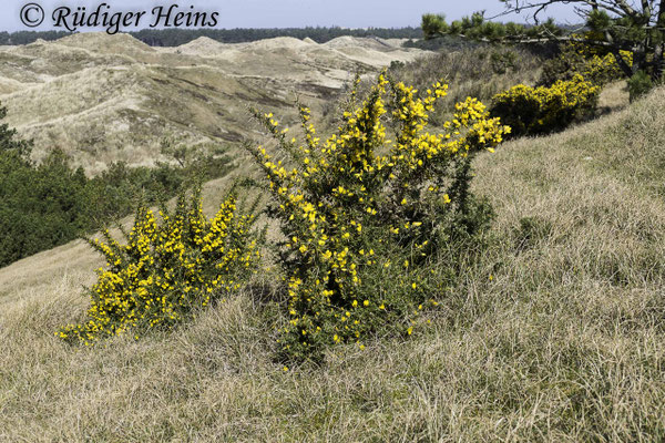 Ulex europaeus (Stechginster)