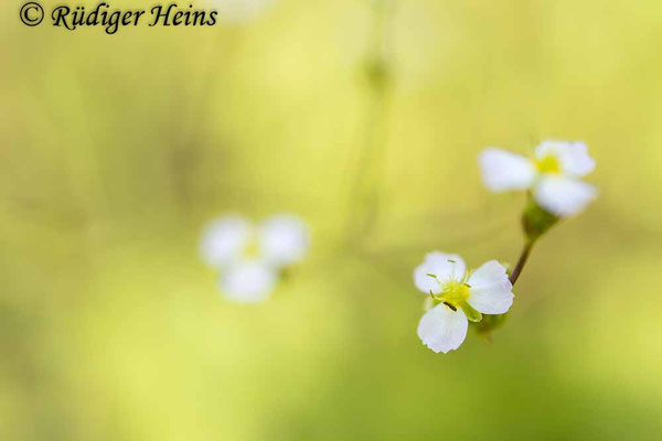 Alisma plantago-aquatica (Gewöhnlicher Froschlöffel), 16.7.2025
