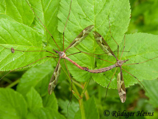 Tipula maxima (Riesenschnake) Paarung, 15.5.2011