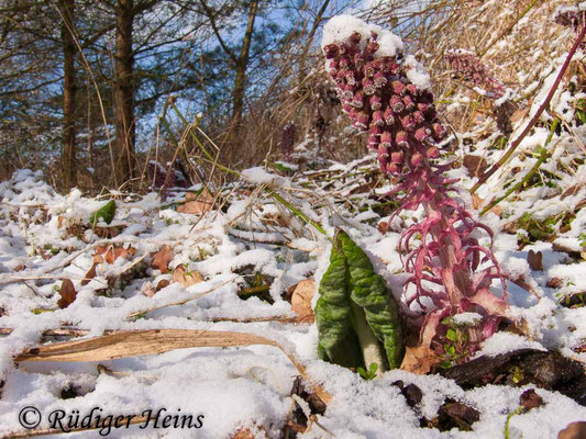 Petasites hybridus (Gewöhnliche Pestwurz)