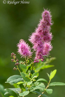 Spiraea salicifolia (Weidenblättrige Spiere), 20.7.2011