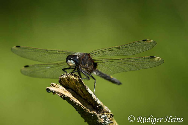 Leucorrhinia pectoralis (Große Moosjungfer) Männchen, 26.5.2018