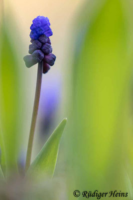 Muscari latifolium (Breitblättrige Traubenhyazinthe), 3.4.2023