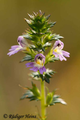 Euphrasia stricta (Steifer Augentrost), 17.8.2018