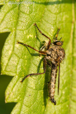 Tolmerus atricapillus (Gemeine Raubfliege) Männchen mit Beute, 10.8.2020