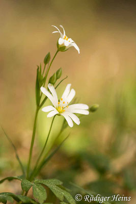 Stellaria holostea (Große Sternmiere), 4.5.2022