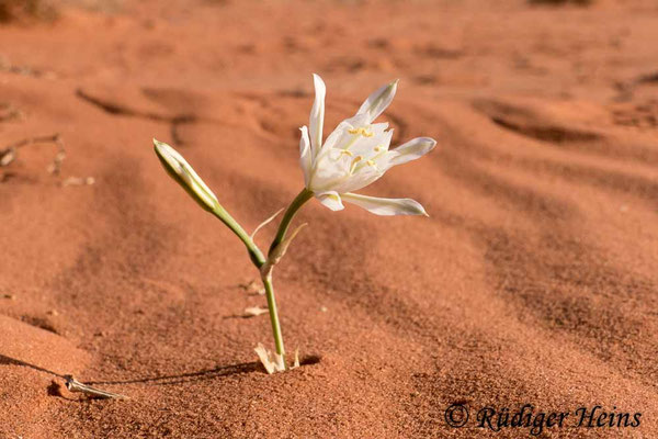 Pancratium sickenbergeri