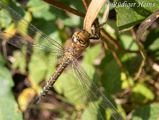 Aeshna mixta (Herbst-Mosaikjungfer) Weibchen, 2.10.2019