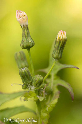 Sonchus oleraceus (Kohl-Gänsedistel)