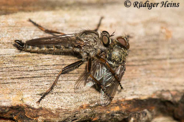 Tolmerus atricapillus (Gemeine Raubfliege) Männchen
