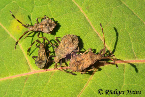 Coreus marginatus (Lederwanze), 6.8.2021